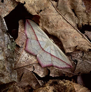 Animal Pattern Gallery: Blood-vein moth (Timandra griseata) on fallen leaves, Nottingham, UK, August