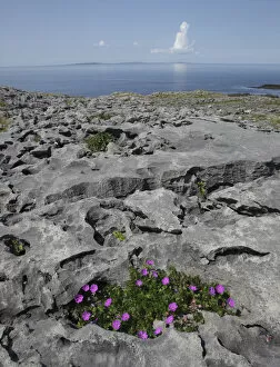 Bloody cranebill (Geranium sanguineum) in flower growing on rocks, Black Head, The Burren