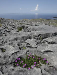 Pal Hermansen Prints: Bloody cranebill (Geranium sanguineum) in flower growing on rocks, Black Head, The Burren