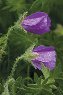 Images Dated 31st May 2009: Bloody cranesbill (Geranium sanguineum) flowers covered in dew, Caprazlije area, Livanjsko Polje