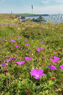 Heathland Prints: Bloody cranesbill (Geranium sanguineum) clump flowering on coastal clifftop heathland