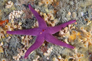 Bloody Henry Starfish (Henricia oculata). Les Dents, Sark, British Channel Islands, August