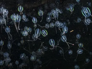 Iridescent Collection: A bloom of Sea goosberries (Pleurobrachia pileus), Birsay, Shetland, Scotland
