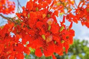 Legume Prints: Blooming flame tree (Delonix regia) in flower, Saipan, Northern Mariana Islands