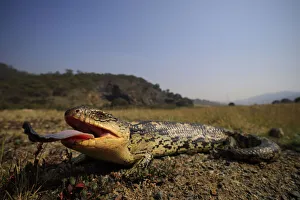 Blotched blue-tongue skink (Tiliqua nigrolutea) female gaping with tongue out