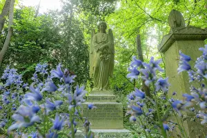 Asparagaceae Prints: Blubells (Hyacinthoides non-scripta) flowering beside gravestones