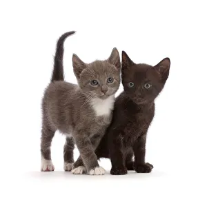 2019 January Highlights Gallery: Blue-and-white and black kittens