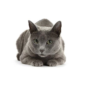 Blue-and-white Burmese-cross cat, Levi, lying with head up