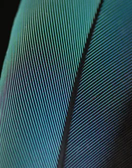 Arini Gallery: Blue-and-yellow Macaw (Ara ararauna) feather against black background