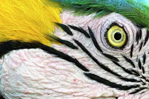 True Parrot Prints: Blue-and-yellow macaw (Ara ararauna) face detail, Pantanal, Mato Grosso, Brazil