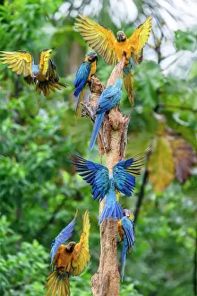 True Parrot Prints: Blue-and-yellow macaws (Ara ararauna) flock gathering on rotting tree-trunk