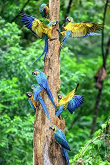 True Parrot Prints: Blue-and-yellow macaws (Ara ararauna) flock perched on rotting tree-trunk