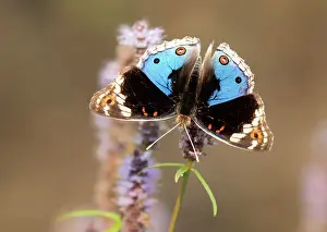 Papilionoidea Prints: Blue argus butterfly (Junonia orithya) feeding on Water shrub-mint (Pogostemon stellatus) flower