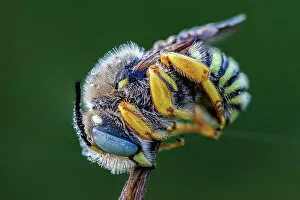 Images Dated 20th October 2022: Blue banded bee (Amegilla sp.) roosting with early morning dew, Southern Bulgaria, June