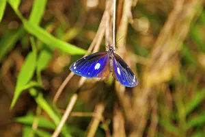 Papilionoidea Prints: Blue-banded butterfly (Euploea eunice) resting on a stem, Guam, Micronesia
