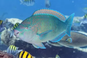 August 2021 Highlights Gallery: Blue-barred parrotfish (Scarus ghobban), El Pardito Island
