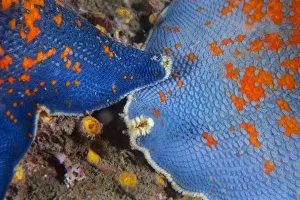 Images Dated 23rd September 2017: Blue bat star (Patiria pectinifera). Bohai Sea, Yellow Sea. Penglai / Dengzhou / Tengchow