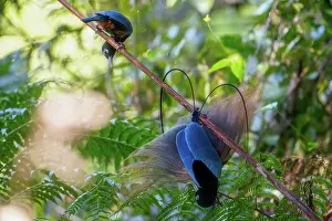 Reproduction Prints: Blue bird-of-paradise (Paradisornis rudolphi) male displaying at lek to nearby female
