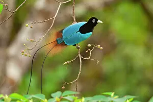 New Guinea Gallery: Blue bird of paradise (Paradisaea rudolphi) male, perched on branch, Tari Valley vicinity