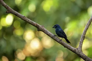 Colombia Prints: Blue-black grosbeak (Cyanoloxia cyanoides) perched on branch