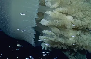 Protector Prints: Blue blubber jellyfish (Catostylus mosaicus)