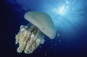 Protector Prints: Blue blubber jellyfish (Catostylus mosaicus)