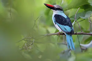 Kingfisher Prints: Blue-breasted kingfisher (Halcyon malimbica) perched on branch, Allahein river, The Gambia