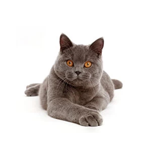 Images Dated 30th March 2016: Blue British Shorthair cat