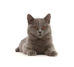 Blue British Shorthair kitten lying down