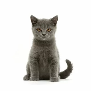 Juveniles Gallery: Blue British Shorthair kitten sitting