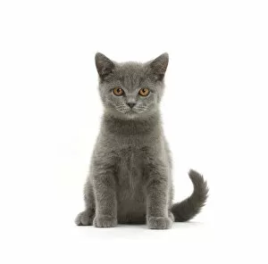 Images Dated 24th June 2015: Blue British Shorthair kitten sitting