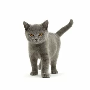 Juveniles Gallery: Blue British Shorthair kitten standing