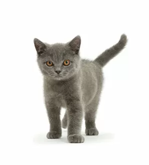 Direct Gaze Gallery: Blue British Shorthair kitten standing