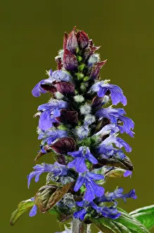 Labiatae Prints: Blue bugle (Ajuga reptans) buds and flowers, Dorset, England, UK. April. Studio shot