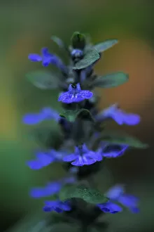 Blue bugle (Ajuga reptans) in flower, Bugleweed, Echternach, Mullerthal, Luxembourg