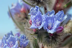 Boraginaceae Prints: Blue bugloss (Echium auberianum)