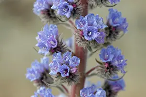 Boraginaceae Prints: Blue bugloss (Echium auberianum)