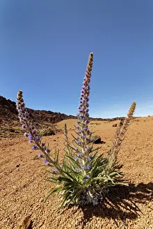 Boraginaceae Prints: Blue bugloss (Echium auberianum)