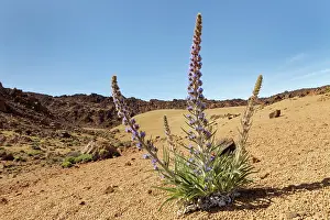 Boraginaceae Prints: Blue bugloss (Echium auberianum)