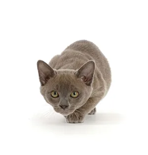 Play Prints: Blue Burmese kitten, prowling