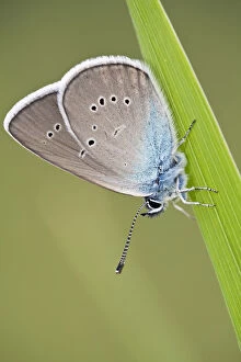 Images Dated 2nd June 2009: Blue Butterfly (Lycaenidae sp) on blade of grass, Eastern Slovakia, Europe, June 2009