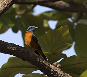 Blue-capped rock thrush ( Monticola cinclorhynchus), Whitefield, Bangalore, March