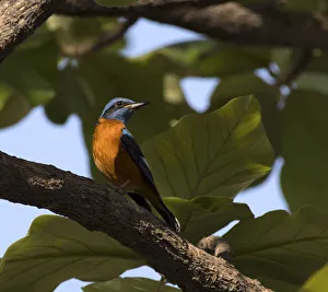 Chat Thrush Prints: Blue-capped rock thrush ( Monticola cinclorhynchus), Whitefield, Bangalore, March