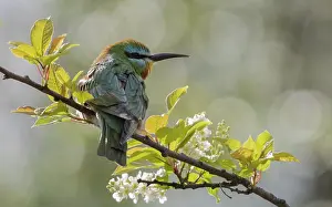 Meropidae Prints: Blue-cheeked bee-eater (Merops persicus) perched on branch, Finland. June