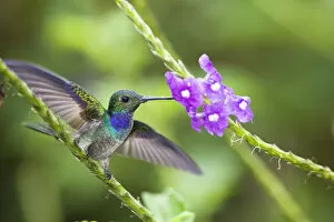 Blue-chested hummingbird (Amazilia amabilis) male feeding from flower, Costa Rica