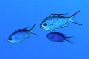 Dameselfishes Prints: Three Blue chromis (Chromis cyanea) portrait
