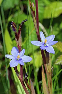 Iridaceae Prints: Blue corn-lily (Aristea ecklonii) in flower, naturalised, Tresco, Isles of Scilly, UK. May