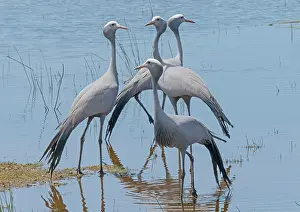 Gruidae Prints: Four Blue cranes (Anthropoides paradiseus) standing in shaloow water