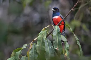 Trogoniformes Prints: Blue-crowned trogon (Trogon curucui) perched on branch, Yungas, Bolivia