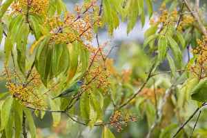 Blue dacnis (Dacnis cayana) female visiting Fruiting shrub (Miconia longifolia) La